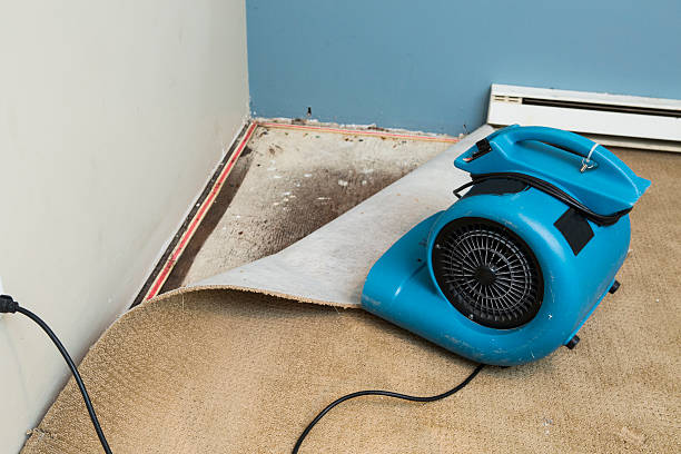 Best Mold removal after water damage  in Morganfield, KY